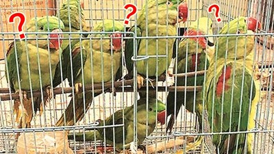 要求「13隻鸚鵡」出庭作證！法院審理走私案，法官問鳥：你們要去哪？