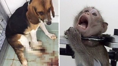 毒針打到脫肛吐血！動物實驗室內部運作曝光　猴貓狗替人類試毒到死