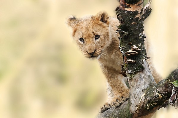▲小獅子被發現遺留在野外，保育人員將牠帶回健檢。（圖／取自免費圖庫pixabay）