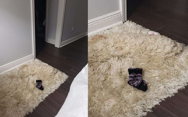 ▲▼家裡買新地毯小白汪躺上去「秒隱形」　媽嚇壞：每次都怕踩到。（圖／翻攝自The Dodo）