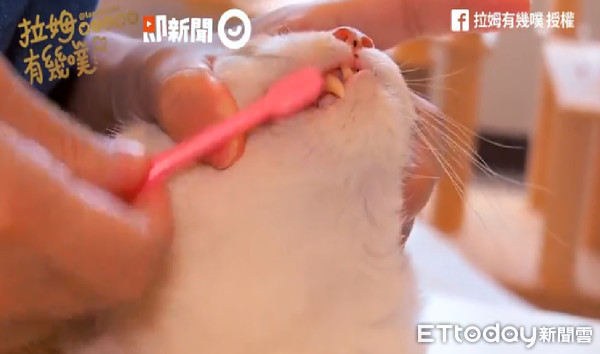 ▲免麻醉！揮別口臭發炎、牙齦炎　專業貓奴必學：幫貓刷牙保健康。（圖／粉專拉姆有幾噗提供。）