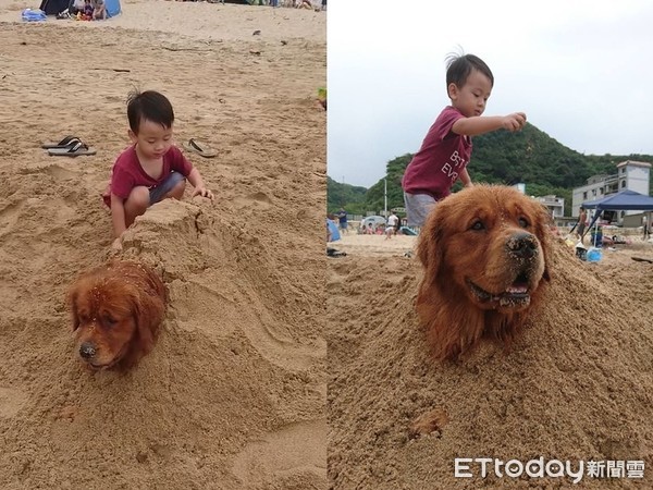 ▲阿金和小孩在沙灘遊玩。（圖／有點毛毛的／臉書粉專「潛水夫Golden Retriever哞哞&喳喳」授權提供，下同）