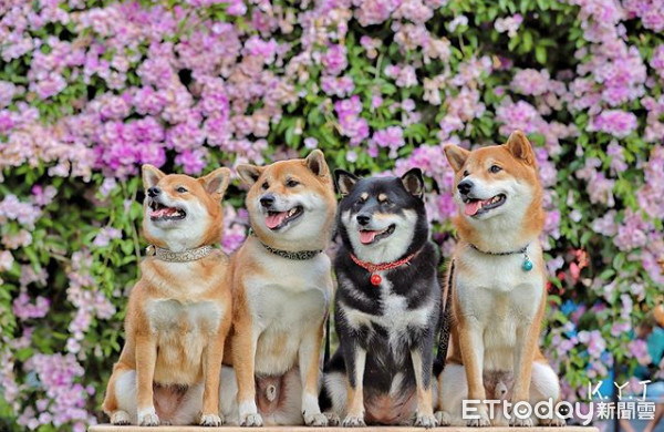 ▲▼4柴柴聽到狗叫同步「雨刷式歪頭」 千名網友萌暈:好療癒!(圖/柴犬《Mikasa》一家の日常粉專授權提供)