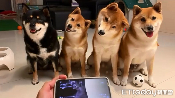 =▲▼4柴柴聽到狗叫同步「雨刷式歪頭」 千名網友萌暈:好療癒!(圖/柴犬《Mikasa》一家の日常粉專授權提供)