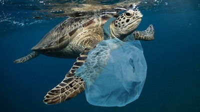 塑膠袋發明者嘆「當初是為了救地球」！納悶人們為何用完就丟、還噎死鯨魚
