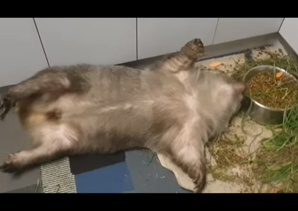 袋熊軟爛躺吃。（圖／翻攝自Sleepy Burrows Wombat Sanctuary）