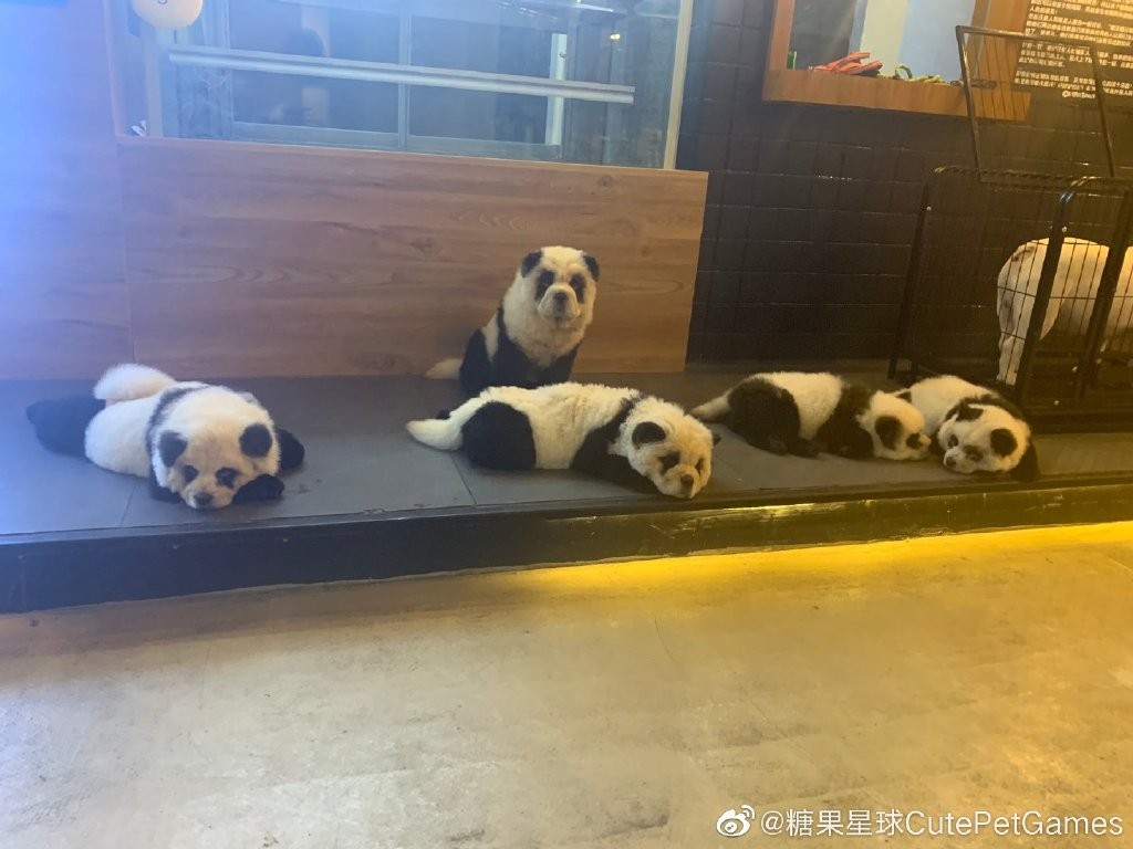 ▲▼成都寵物咖啡廳有6隻「貓熊狗」。（圖／翻攝微博／糖果星球CutePetGames）