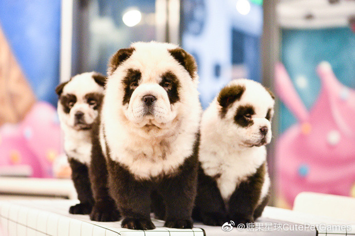 ▲▼成都寵物咖啡廳有6隻「貓熊狗」。（圖／翻攝微博／糖果星球CutePetGames）