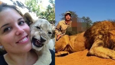 赴南非當動物志工「滿滿感動」　她一回國小獅秒被富人拍賣競獵