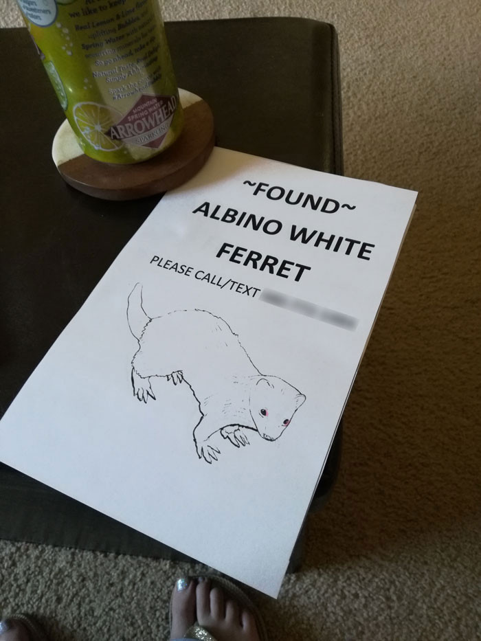 家裡突然跑進一隻白吃白喝的白鼬（圖／翻攝自Boredpanda）