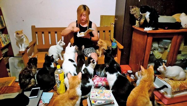 家中貓口眾多，夏冠群吃飯時會有大批圍觀者，甚至會出手搶食。（夏冠群提供）