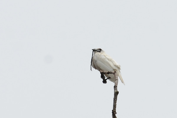 ▲▼白鐘傘鳥。（圖／取自flickr@Bruno Rennó）