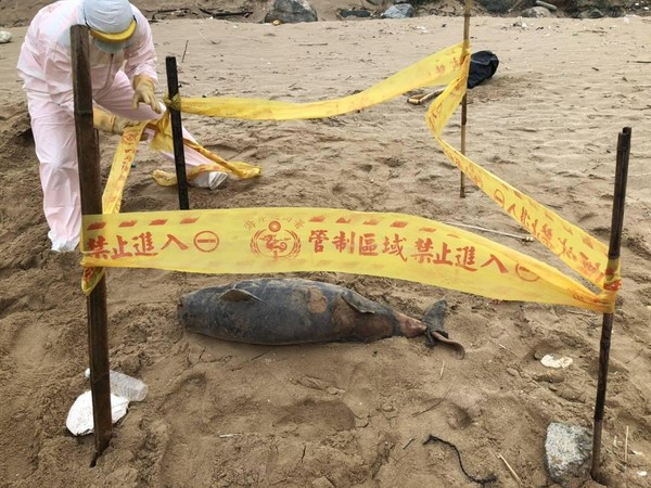 馬祖北竿后沃岸際沙灘再發現1隻露脊鼠海豚屍體，長度約107公分、寬度約30公分。（翻攝自網路／海巡署金馬澎分署提供）