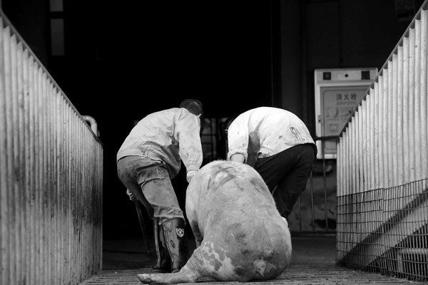 大陸研究團隊用活豬做車輛撞擊測試？動物權益組織怒批沒人性（圖／路透社、International Journal of Crashworthiness）