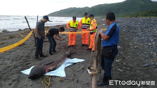 ▲▼宜蘭岸際接連兩天發現鯨豚、海龜死亡。（圖／記者游芳男翻攝，下同）