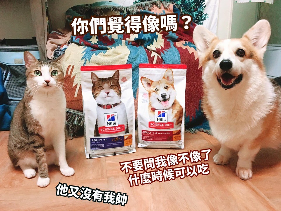 寵物網紅、7200位毛爸毛媽秀「包裝袋」萌照 【我家毛孩是主角】得獎名單出爐!。(圖/翻攝自有尾巴的柯基噗卡與嘎魯喵 Corgi Pucca & Garu Miao臉書粉絲專頁) 寵物網紅、7200位毛爸毛媽秀「包裝袋」萌照 【我家毛孩是主角】得獎名單出爐!。(圖/翻攝自有尾巴的柯基噗卡與嘎魯喵 Corgi Pucca & Garu Miao臉書粉絲專頁)