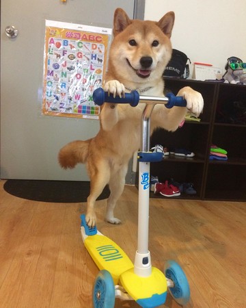 ▲柴犬「騎滑板車」！　單腳前行超穩健：叫我「滑板柴」。（圖／翻攝自IG:@chiko_shiba_inu）