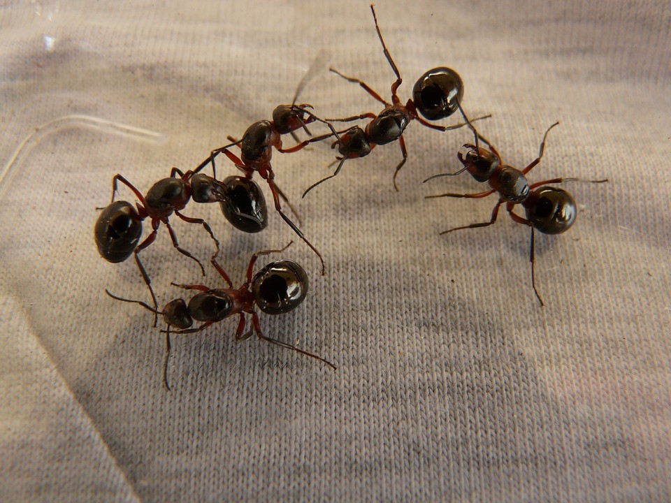 ▲▼螞蟻。（圖／翻攝自免費圖庫pixabay）