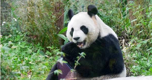 大陸招聘網站傳出動物園徵人扮熊貓。（示意圖／pixabay）