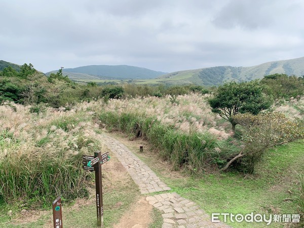 ▲陽明山芒草,落羽松。（圖／記者彭懷玉攝）