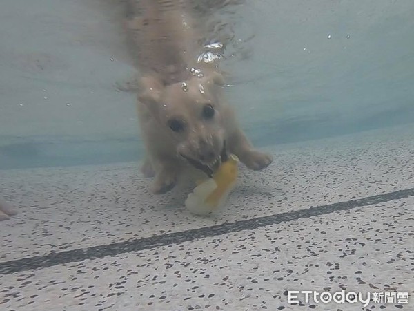 ▲臘腸狗妞妞在水底撿玩具，模樣搞笑。（圖／Instagram／@e59573授權提供，下同）