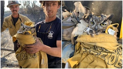 氣噗噗→放很鬆！貓頭鷹遭森林大火嗆傷　暖心消防員脫外套救援