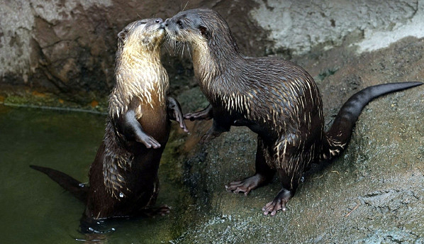 ▲▼水獺女兒滿3歲挑釁媽媽搶繁殖權！　動物園幫16成員安排分家。（圖／台北市立動物園提供）