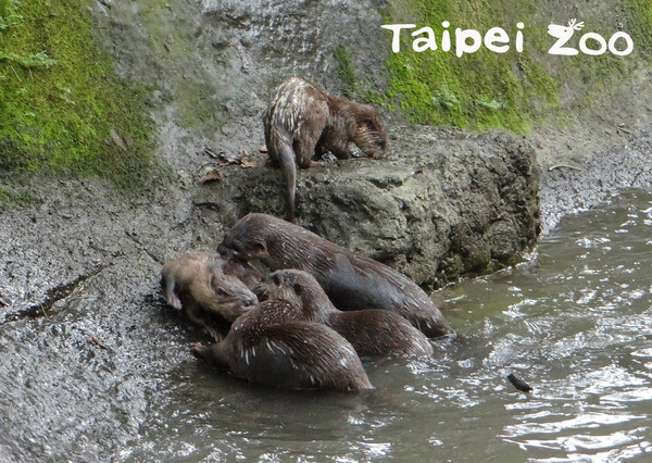 ▲▼水獺女兒滿3歲挑釁媽媽搶繁殖權！　動物園幫16成員安排分家。（圖／台北市立動物園提供）