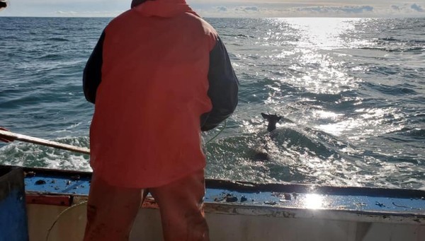 漁夫出海竟然捕到活鹿！　垂死小鹿漂浮海上...3男救援送牠回家。（圖／翻攝自Facebook／Ren Dorr）