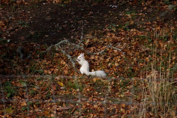 ▲▼ 蘇格蘭皇家迪賽德（Royal Deeside）發現白松鼠。（圖／翻攝自臉書／Landward）
