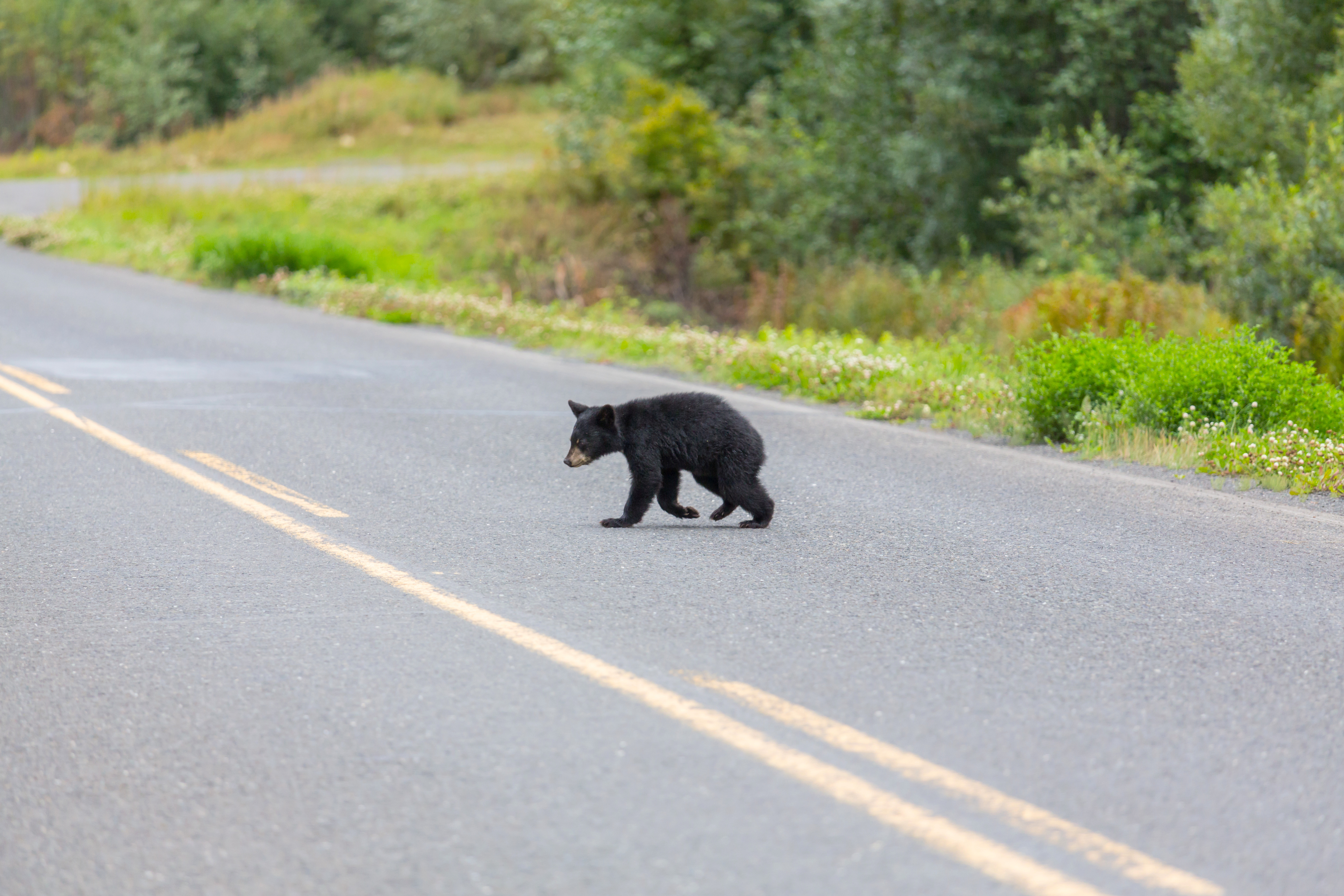 ▲▼黑熊,熊,過馬路。（圖／達志影像／示意圖）