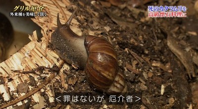 營養價值超高！螺肉其實是「非洲大蝸牛」　生吃小心引起滅門血案