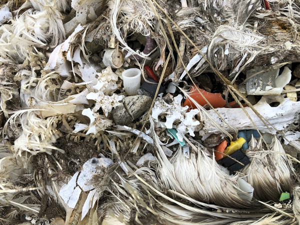 ▲▼中途島上的海鳥屍體肚內充滿各種塑膠垃圾。。（圖／美聯社）