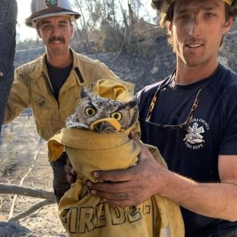 ▲一隻貓頭鷹困在森林火場無法逃生，被暖心消防員用外套把牠包裹住帶離火場。(圖／文圖拉郡消防局檔照片)