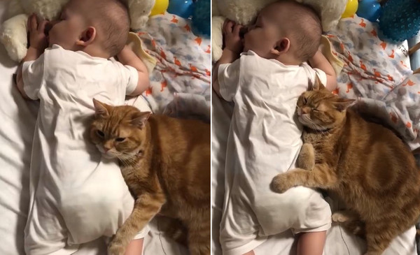 橘貓當保母，頭靠嬰兒屁屁秒入睡。（圖／有點點毛的／飼主鄭琇尹提供）