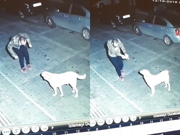 ▲土耳其男子梅汀看見狗狗後大跳熱舞。（圖／翻攝自Instagram／@bendemistims）