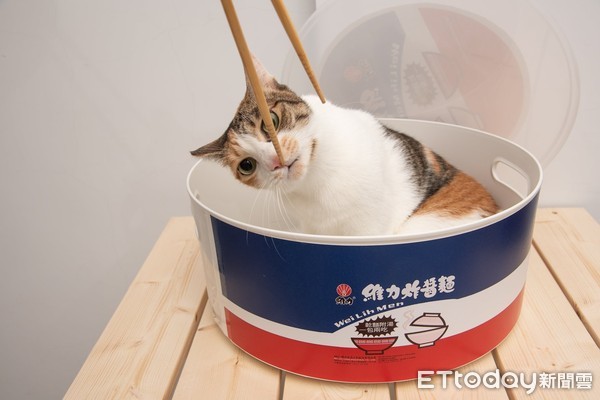 ▲炸醬貓製作！攪拌完「三花→玳瑁」　網：想咬一口。（圖／粉專「就是貓」提供）