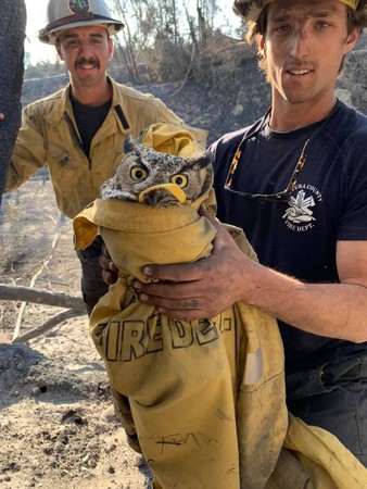 （圖／翻攝自Facebook／Ventura County Fire Department）