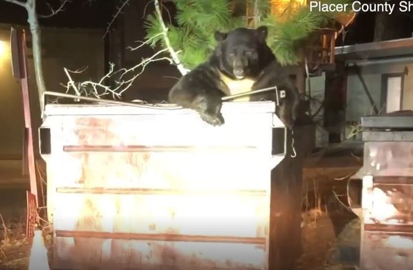 ▲黑熊跌垃圾桶探頭求救！　員警「示範開蓋」讓牠成功脫困。（圖／Placer County Sheriff`s Office授權）