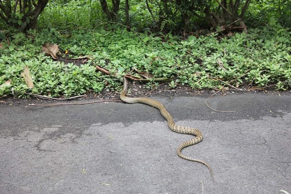 ▲▼大爆發！「野生大蛇魔」降臨木柵動物園遊客尖叫　隔壁政大驚是毒蛇窟。（圖／翻攝爆料公社、政大圖書館）