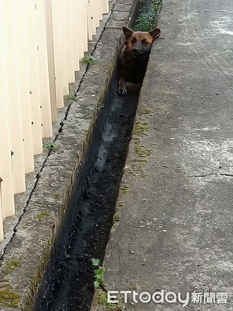 9歲愛犬憑空消失，飼主在水溝找到。（圖／飼主吳信宏提供，請勿隨意翻拍，以免侵權。）