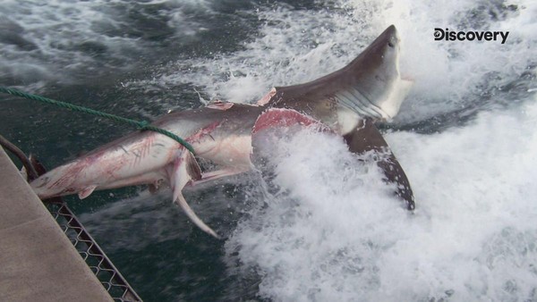 尋找史上最大鯊魚的《超級大白鯊傳奇》，意外撞見大白鯊「吃掉」大白鯊的畫面。（Discovery頻道提供）
