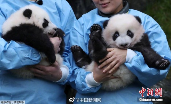 ▲比利時天堂動物園剛出生的大熊貓寶寶「寶弟」、「寶妹」。（圖／翻攝自微博）