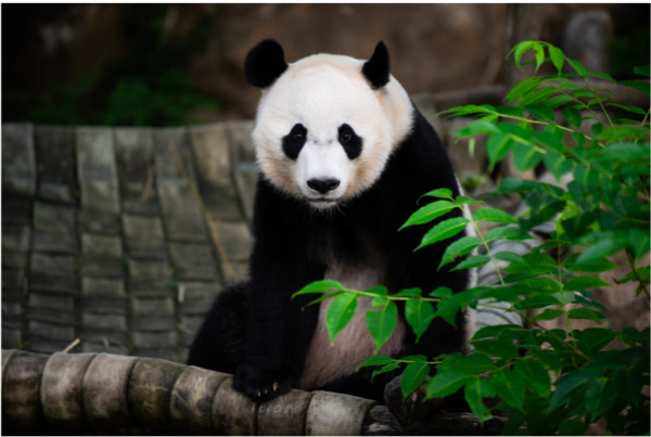 ▲熊貓貝貝今年8月22歲滿四歲。（圖／翻攝自史密森尼國家動物園（Smithsonian`s National Zoo）官網）