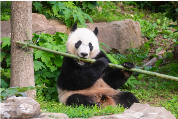 ▼貝貝已是體重114公斤的健康熊貓（圖／翻攝自史密森尼國家動物園（Smithsonian`s National Zoo）官網）
