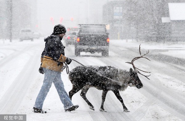 ▲▼2013年11月10日，美國阿拉斯加州安克拉治一名男子牽著馴鹿在風雪中行走。（圖／CFP）