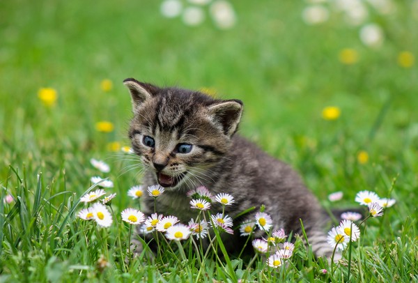 ▲▼ 貓，貓咪。（圖為示意圖／翻攝免費圖庫Pixabay）https://pixabay.com/photos/kitty-cat-kitten-domestic-cat-2948404/