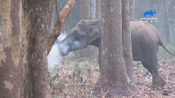 ▲大象吃木炭當「瀉藥」？　專家證實：紅疣猴也這麼做。（圖／動物星球頻道提供）