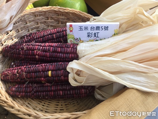 ▲「台農7號」硬質玉米「彩虹」，可推廣大面積栽種。