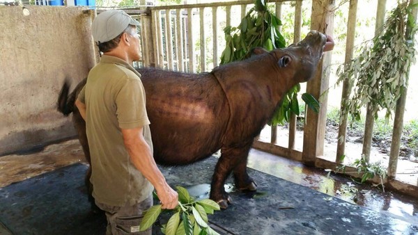 ▲▼馬來西亞最後一隻蘇門答臘犀牛「依曼」過世。（圖／翻攝自臉書／Action For Rhinos）